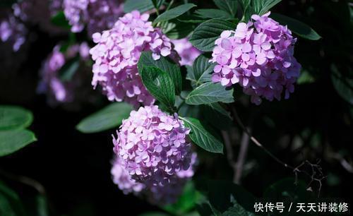 绣球花|有个小院子，养些紫色的花，待“紫气东来”，浪漫又高级
