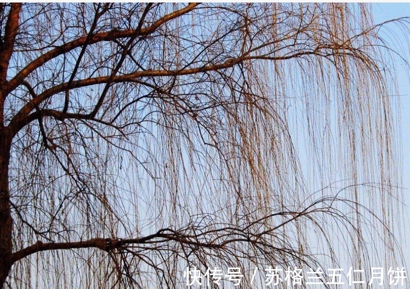 咏柳@诗词欣赏/七绝.别有情怀咏冬柳(附悬联并求对)