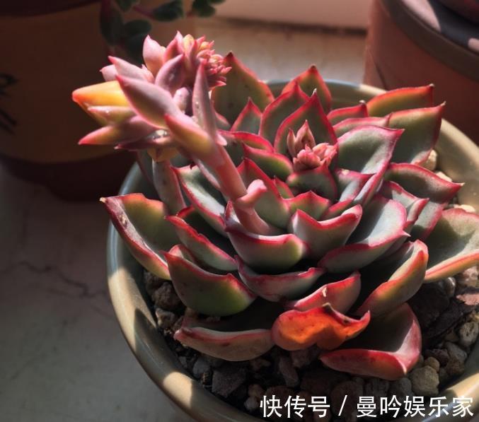 浇水|家里的多肉植物越养越瘦这样浇水,储藏水分,叶片肥厚多汁