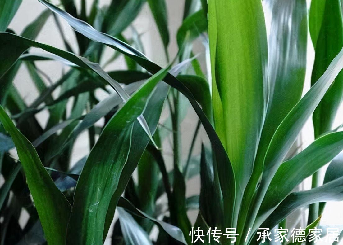枝叶|室内光照不足，就养4种耐阴绿植，枝叶翠绿茂盛，有精神有活力