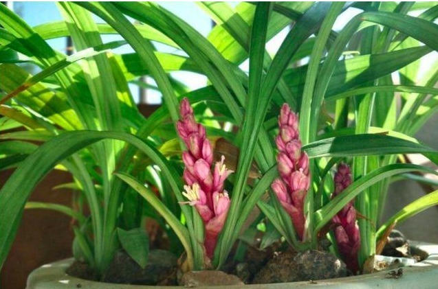 阳光对兰花的生长尤为重要，叶子生长快速，兰友们要注意