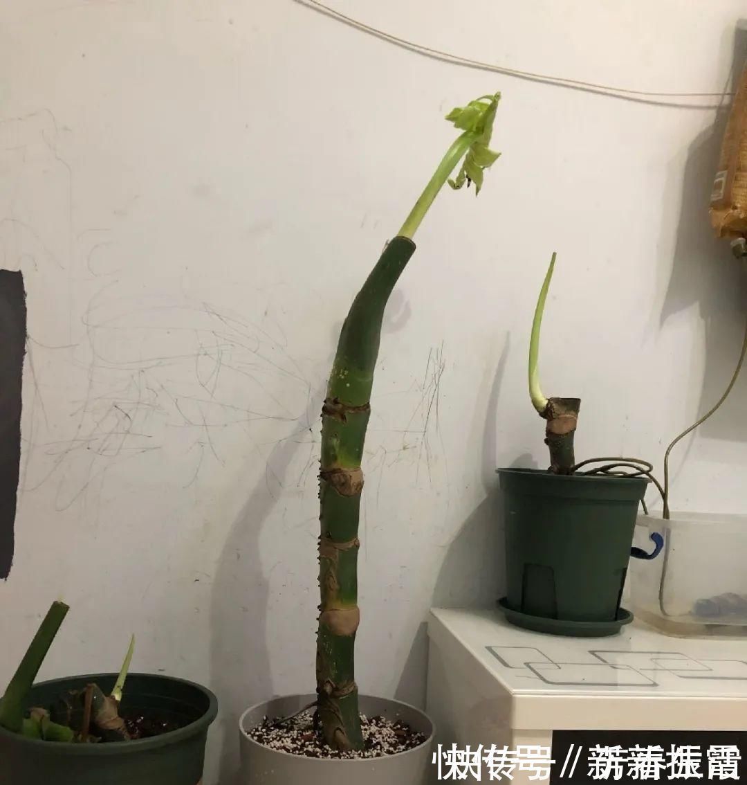 枝条|茉莉花扦插有机关，砍这一段枝条，插土里3天就活