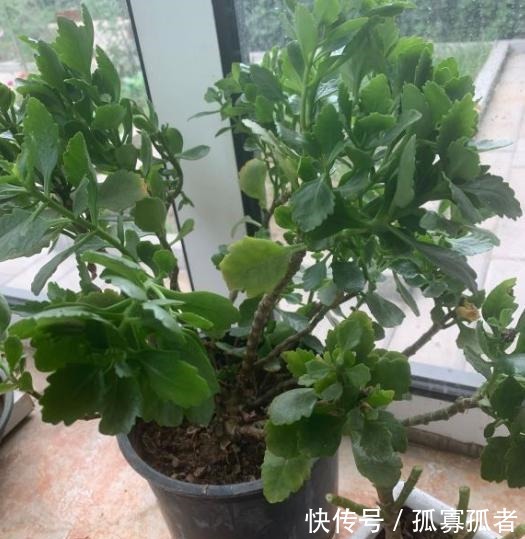 绿萝、吊兰太普通别养了,换上4种花,更加美丽,还显得家庭富贵!