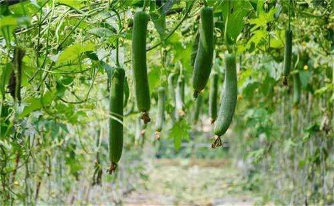 大脑功能|想长寿全靠吃,3种蔬菜换着吃,营养丰富,滋补身体,谁吃谁健康