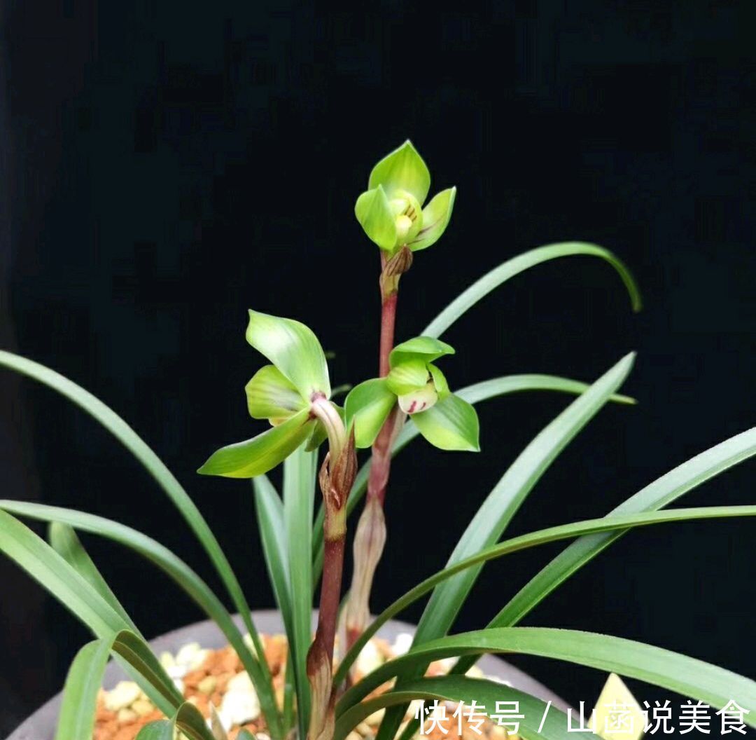 春兰的花芽在秋季破土成了超生游击队，太壮观了，只需2个神操作