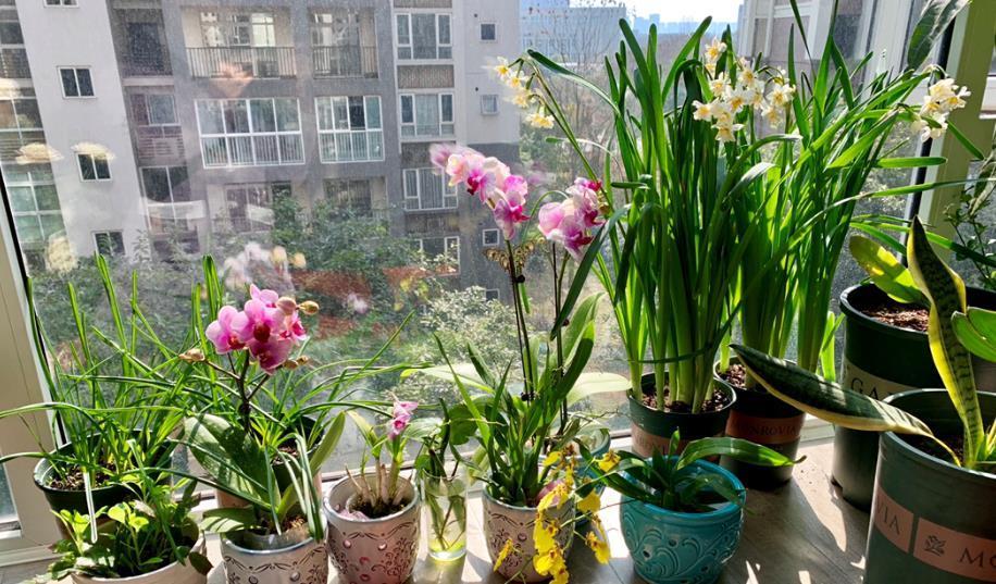 刚开始养花，我都是自己配土，植物一样长得好，省下土钱来买花