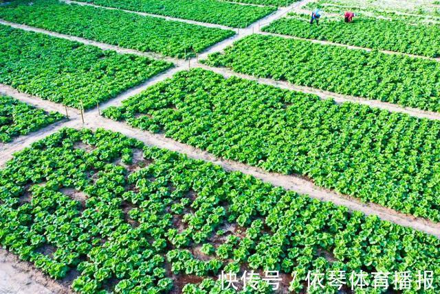 秋季买白菜，挑选大棵的还是小棵的？老菜农教你三招，鲜嫩又好吃