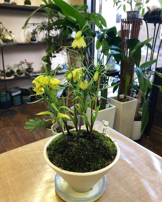 山野草，也高雅！