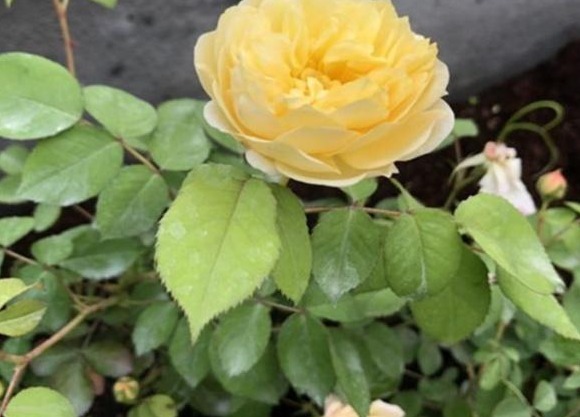 月季施肥有“讲究”，学会这“3要”，长势旺，花苞超多，花期长