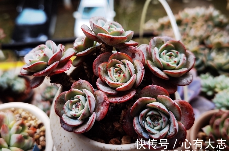 初冬养多肉，给它们来点“神仙水”，不但拍照好看，也不影响上色
