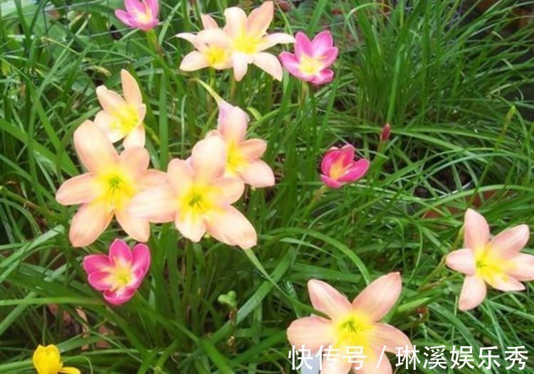 石竹石竹|4种花超漂亮，个个美出状态，家里养一盆，招财又纳福！