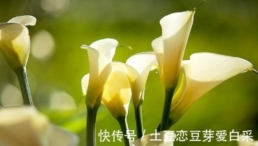 柳桃|家中什么样的花不能养？理由是什么？想知道的了解一下