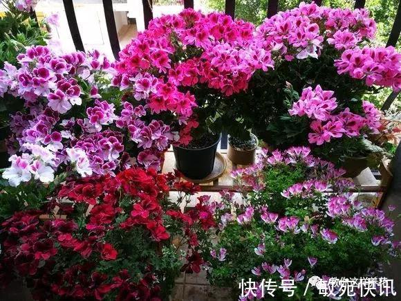 3种花太贵，别再买了，剪几个枝就能扦插几十盆！