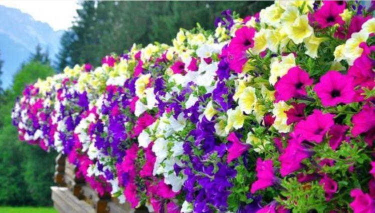 栀子花|好养易活的几款花,沾土就活,给点阳光就灿烂,开花爆盆