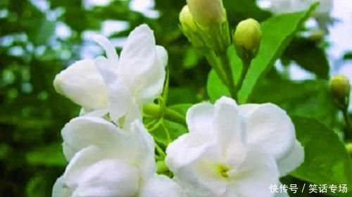 芹菜|想长寿全靠吃,3种食物不能少,排毒养颜,有益健康!