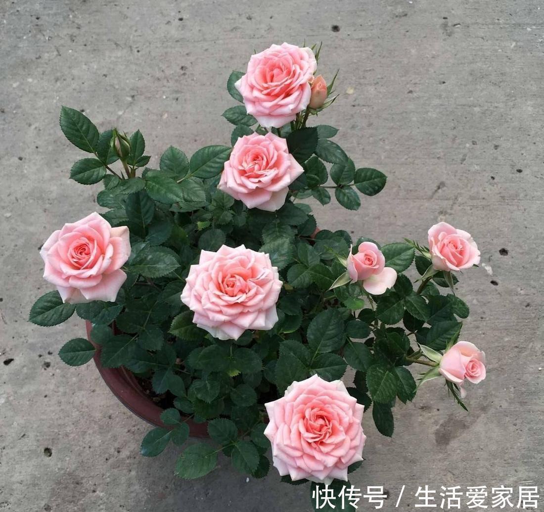 花生壳|家家都有的垃圾，用来养花，不黄叶、不烂根，啥花都喜欢