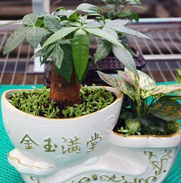 养观叶植物发财树，盆栽打蔫、没精神还生长迟缓该怎么办