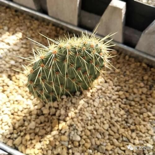 这6种花,浇水越多死的越快,千万管住手,少浇水长得旺