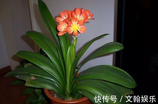 为什么盆栽君子兰长势不佳找准这3方面原因,叶片突突长不停