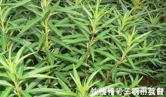 营养物质|农村被称为“养肝草”,曾经只是牲畜的饲料,其实价值珍贵