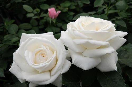  婚礼之路|3款白色系的浓香月季，每一款都仙气十足，你钟爱哪一款？