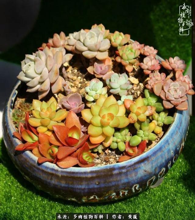 养了三年多肉,终于明白佛系养肉才是王道!