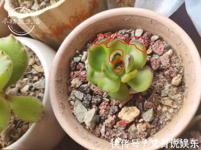 多肉阳台党度夏总结，收拾空盆，亡羊补牢，明年再战