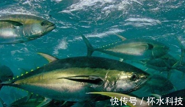 鱼肉|请停止吃这5种鱼,可能含寄生虫和重金属,看看你是否爱吃