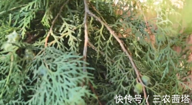 白发|农村一种野生“乌发”植物，熬水洗头摆脱白发脱发，遇到请珍惜！