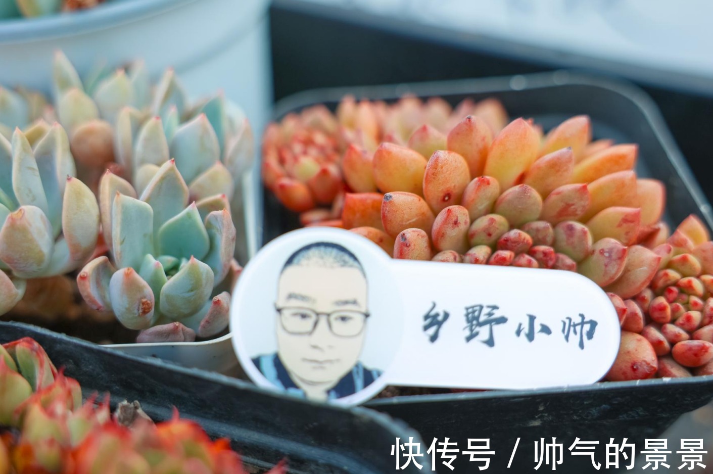 根系|多肉出现这几种情况,需要重新修根上盆,肉友们注意了