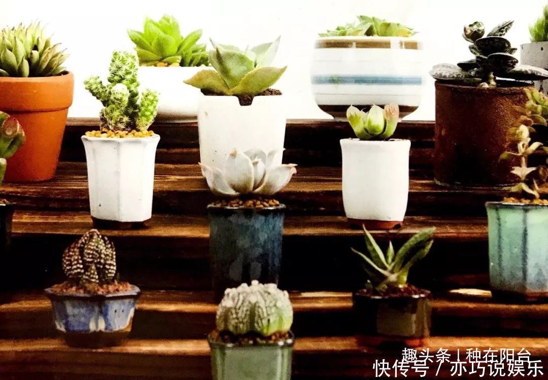 她用废弃的蛋壳“孵出”美丽的多肉植物,实在太迷你可爱了!