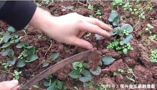 小伙子|有种野菜生长在田坎上，挖回家凉拌生吃，比肉还香，吃过没？