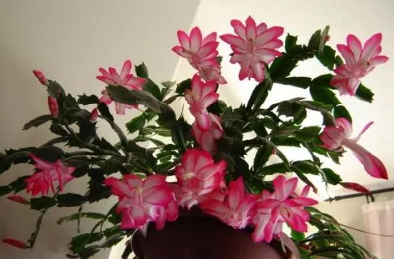 秋冬|秋冬养蟹爪兰,2件事要牢记,做好了花苞蹭蹭长