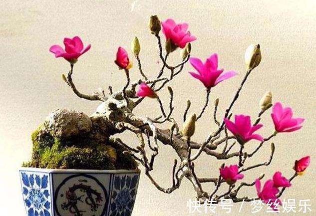 教你玉兰花小老桩的上盆“技巧”,栽种一棵,开花可绚丽了!