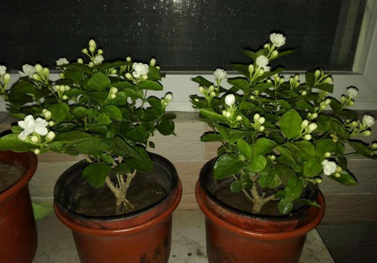 养茉莉,首先搞清楚这些习性,才能花开爆盆