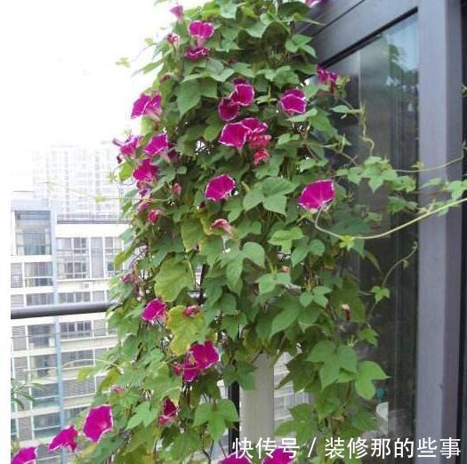 露台|有露台就种这三种花,生长速度快,遮阳好养漂亮,花儿开成瀑布