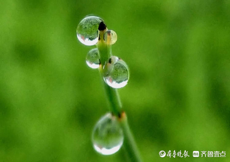 一闪一闪亮晶晶！清晨接骨草挂满露珠，别有一景|情报站| 壹粉