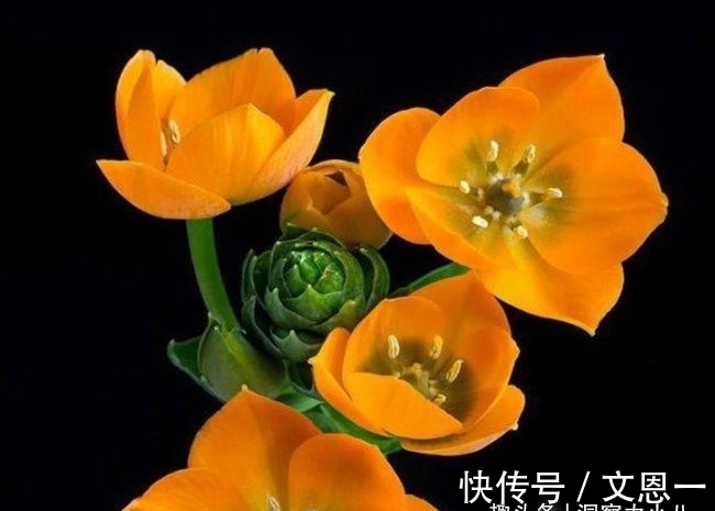 叶片|想要君子兰多发芽,避开“三种水”,当月催出花箭,绽放层叠群兰