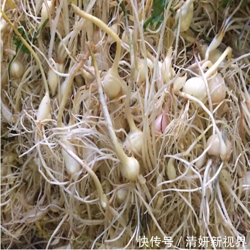 像葱不是葱，像蒜不是蒜，农村人到季节就去挖，城里人却吃不到