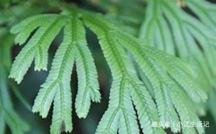 风湿|路边一种“龙骨草”,农民不知何用,却是不要钱的治“风湿”良药