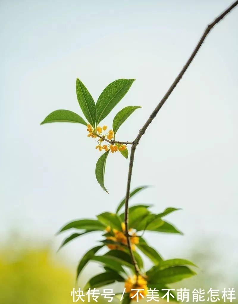 秋天|秋天,是桂花味的.....