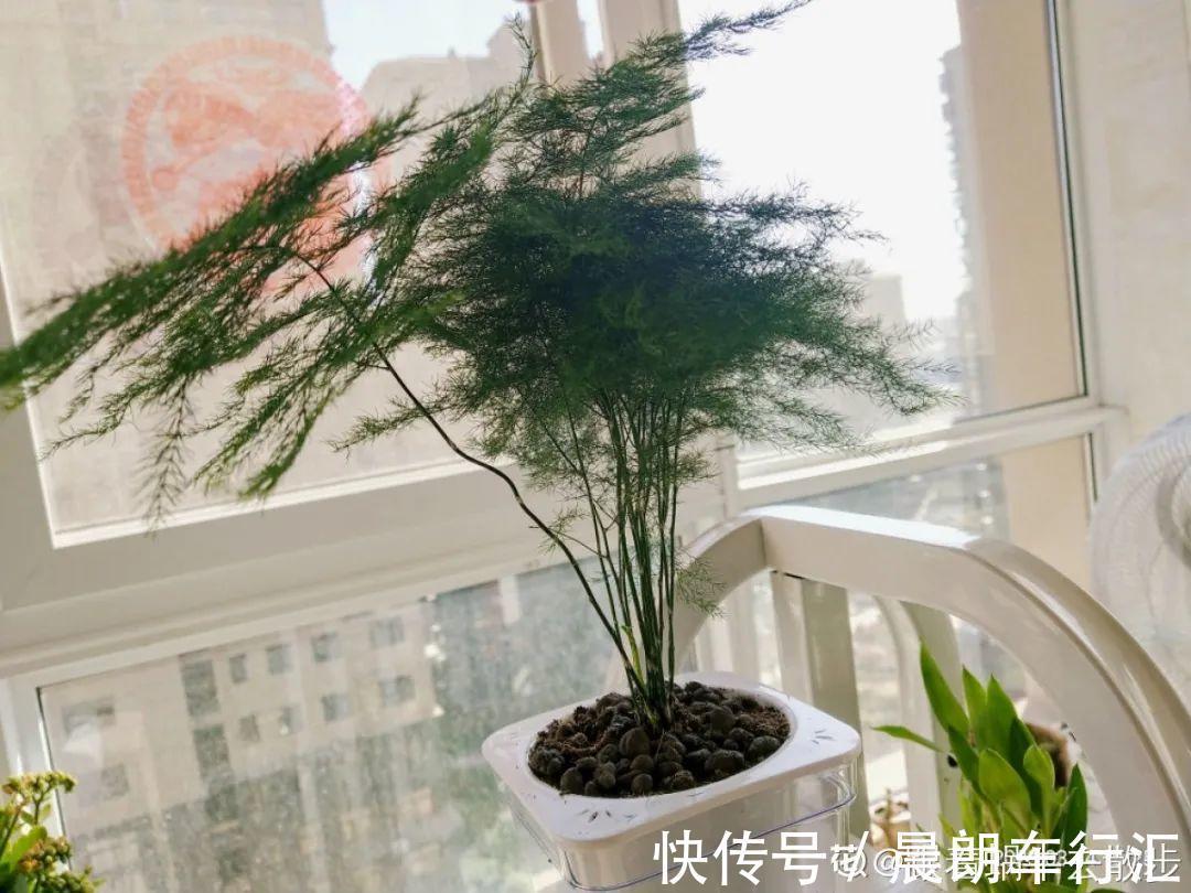 绿萝可以扔了,养盆“格调”花,颜值高还有气质