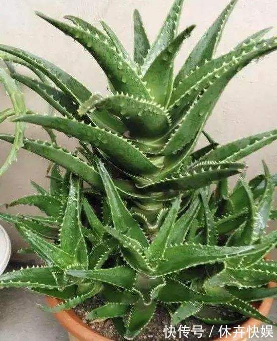 李大爷养花，2种水“浇灌”所有花，1盆比1盆旺，从不买“花肥”