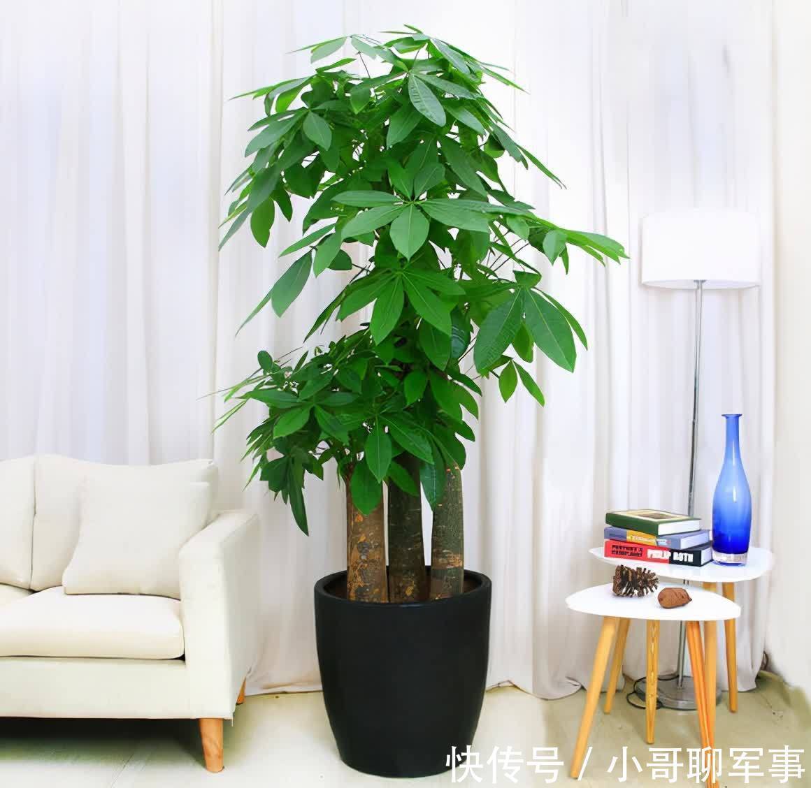 君子兰|九大“健康花”，建议大家养一盆，干净漂亮又吉祥