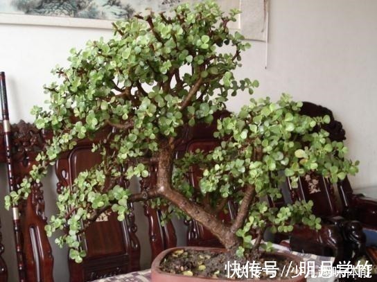 盆栽|3种“盆景树”,比一般盆栽贵,但个个大气端庄,适合客厅养!