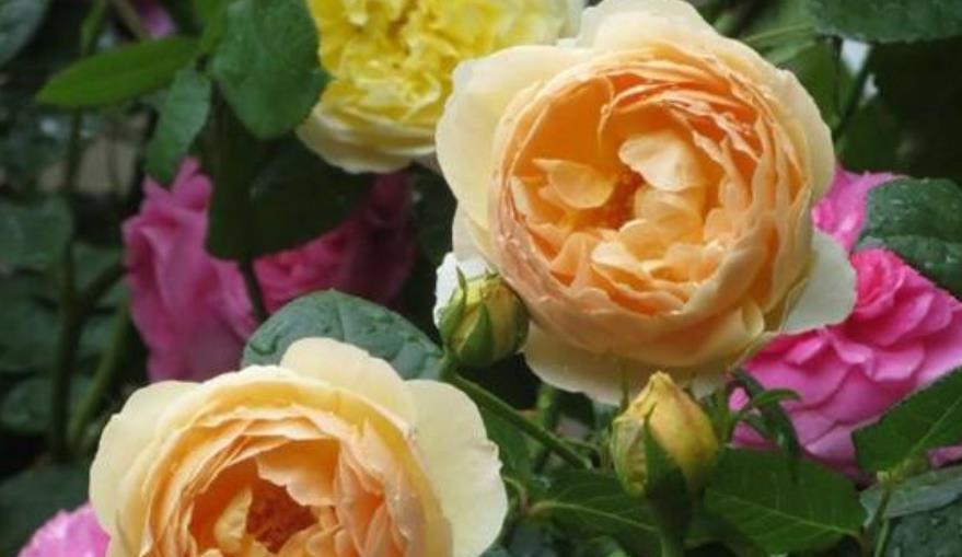 4种花是爆盆“能手”,财源滚滚来,招财又开运,你养了吗?