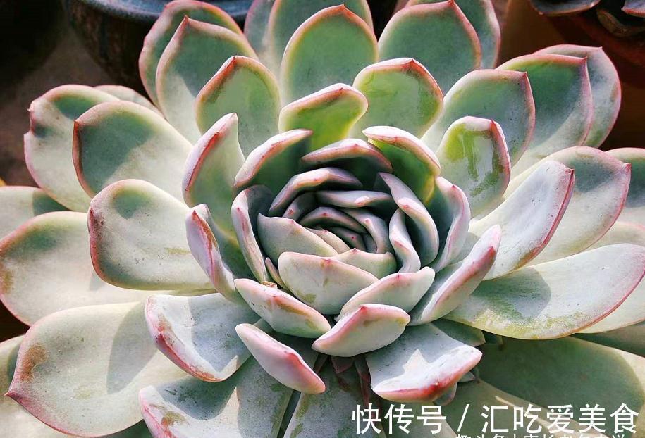 有些多肉我们会庆幸没有扔掉，因为经过岁月的沉淀，它突然就美了