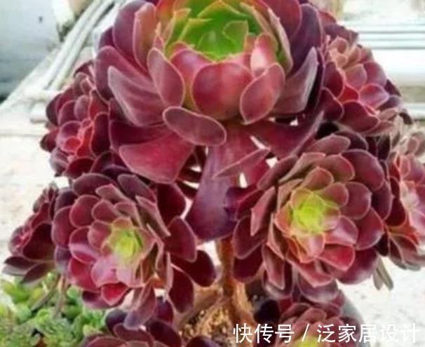 植株|号称“巨无霸”的3种多肉,好养护易群生,小半年长成脸盆大