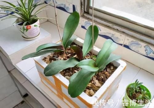 这些垃圾废料拿来养花，你以为是“青铜”，结果全是“王者”