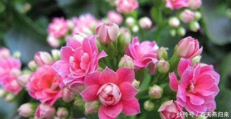 4种花是花中劳模,一年四季开花不断,花朵美艳迷人